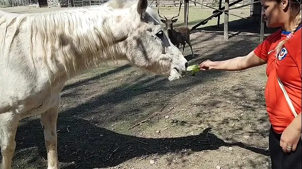 Hot Ero eccitato di vedere le dimensioni del pene di un cavallo !!! Volevo che il mio ragazzo si concentrasse così !!! Paty Butt, El Toro De Oro nuove clip