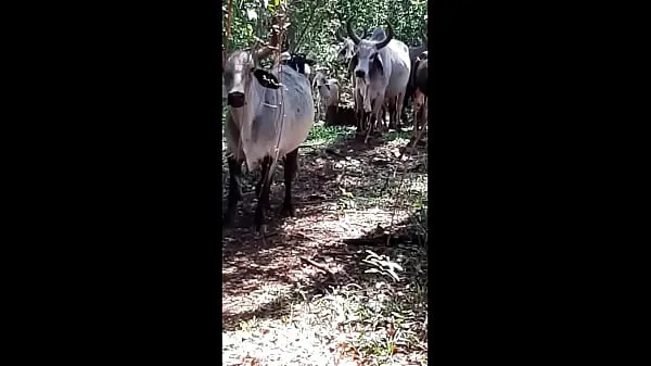 Sabroso culo disfrutó bloguerinha caipira sin darle el coño al casado cazeirro clips nuevos